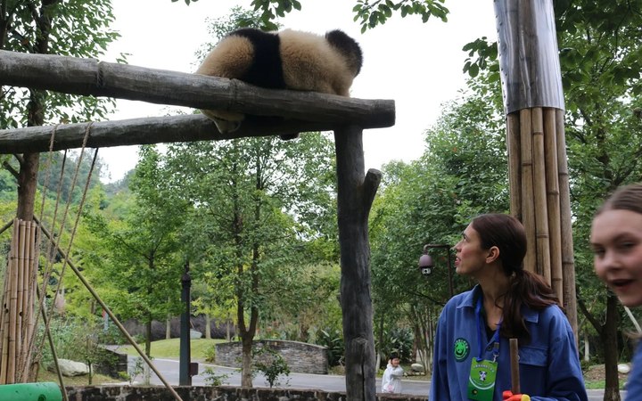 Be A Panda Volunteer