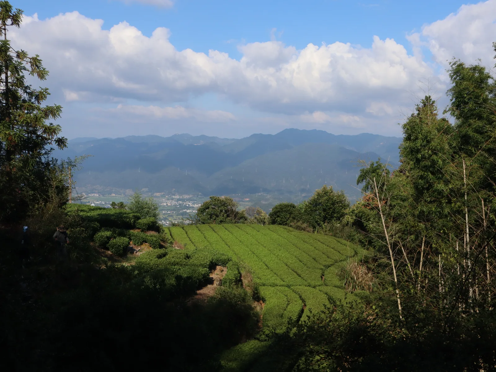 Songyang: Tea, Traditions, and Innovation